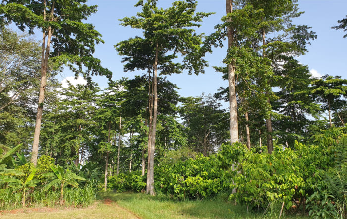 Photo of a group of trees