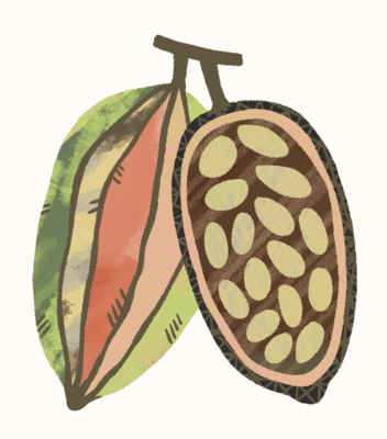 Illustration of a cocoa pod