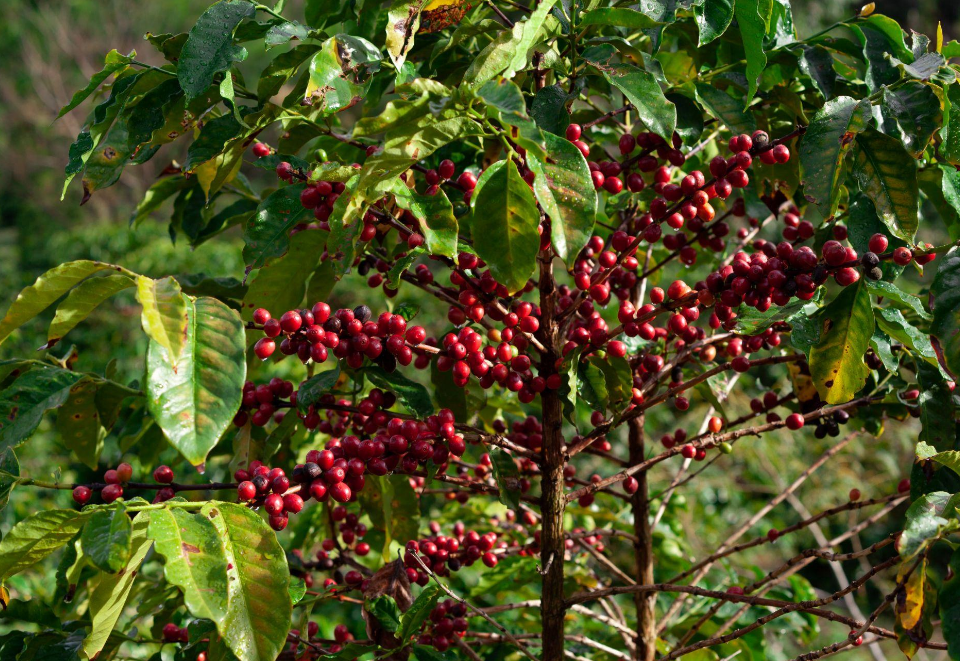 A photo of a coffee plant